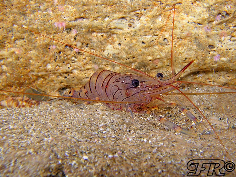 Palaemon serratus dalla livrea chiara